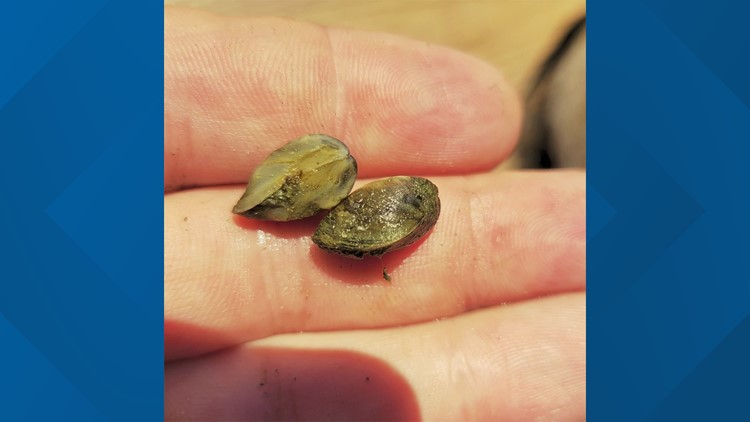 Texas lakes ‘fully infested’ with invasive zebra mussels