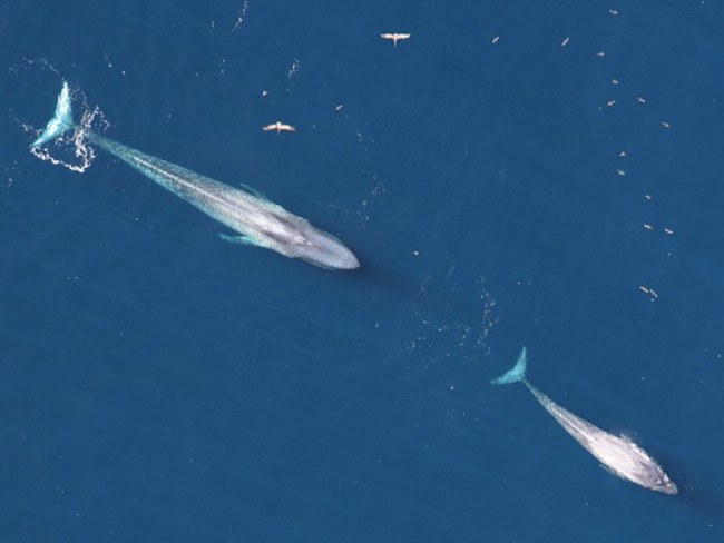 World’s Largest Container Line is Rerouting its Fleet to Avoid Collisions with Endangered Blue Whales