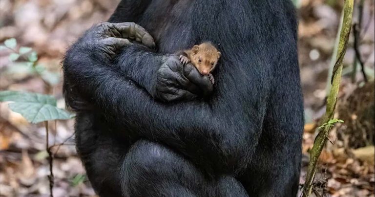 Magnificent Picture of Ape ​​Cuddling Another Species is Finalist in Wildlife Photographer of the Year – SEE Photos