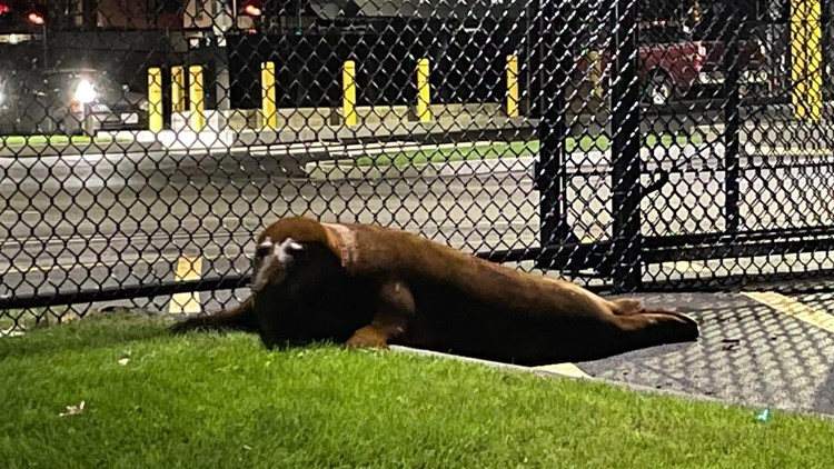 Seal living in Massachusetts pond caught, transported to aquarium