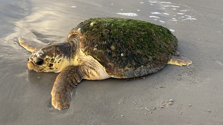 Record number of sea turtles continue to wash up on Texas beaches and officials aren’t sure why