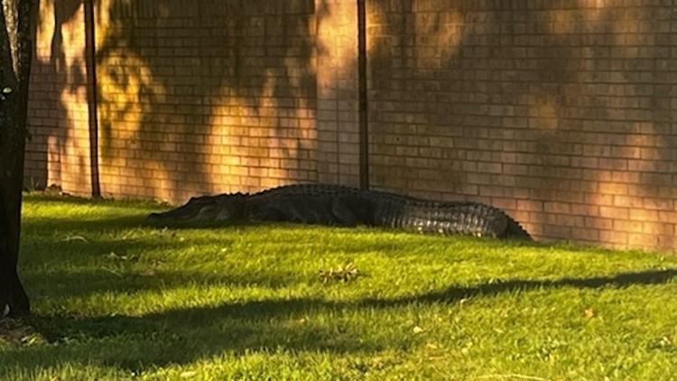 Large alligator spotted strolling through Texas neighborhood