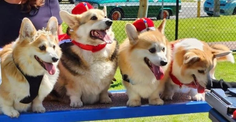 Corgis Dressed in Royal Attire Gather in Australia to Honor the Late Queen, a Corgi Mum of Five