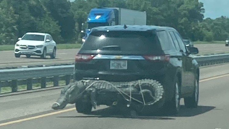 Alligator spotted on the back of a car in Florida