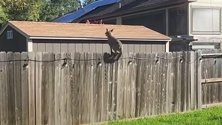 Coyote seen jumping up fence and onto shed in Texas neighborhood