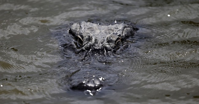 Florida Man Swimming Across Lake Loses Arm to Gator, Spends 3 Days ‘Walking in Circles’