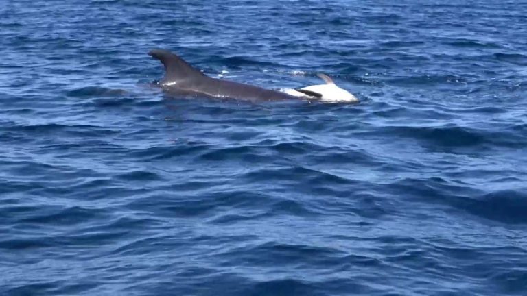 Researchers Capture Rare Video of ‘Mourning’ Mother Dolphin Staying with Deceased Calf for Days (WATCH)