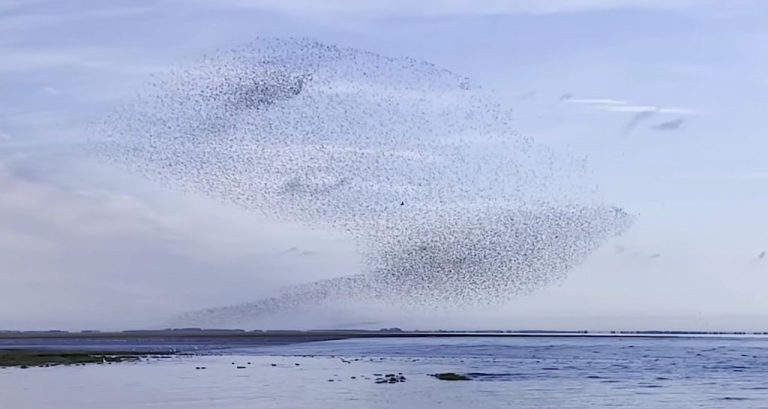 Watch the Mesmerizing Video of Thousands of Birds Swerving in Murmurations Over the Sea