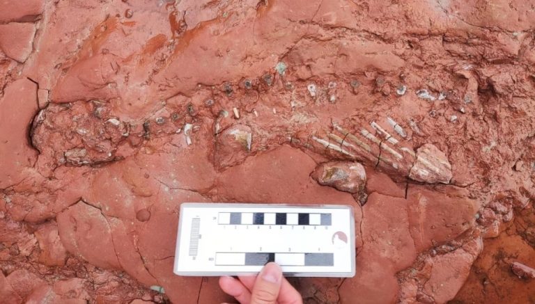 Canada Schoolteacher Finds Fossil that May Be 300 Million Years Old and Could Re-Write Fossil Record