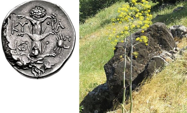 This Lost Roman Era ‘Miracle Plant’ May Have Been Rediscovered