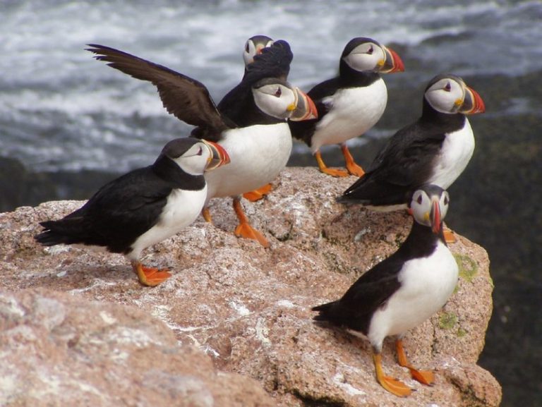 Audubon Society Enjoys Huge “Tern-Around” in the Tern and Puffin Populations of Maine