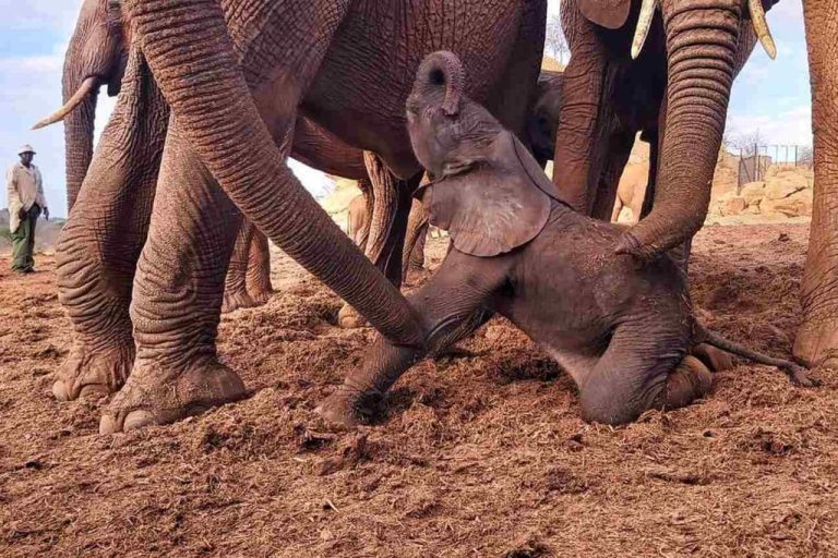 Watch How Adult Elephants React to Birth in the Herd Just Moments After Adorable Baby is Born