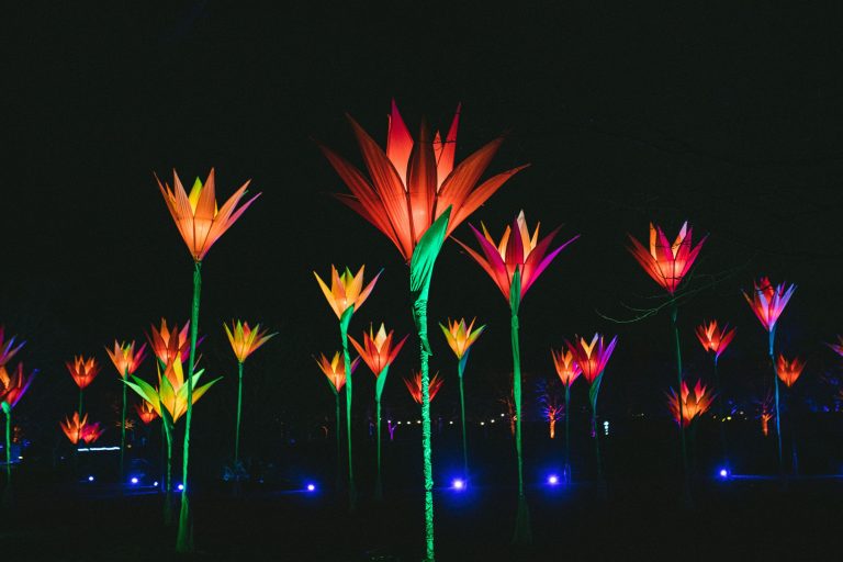 Walk through a Flower Forest at San Antonio’s Lightscape this holiday season