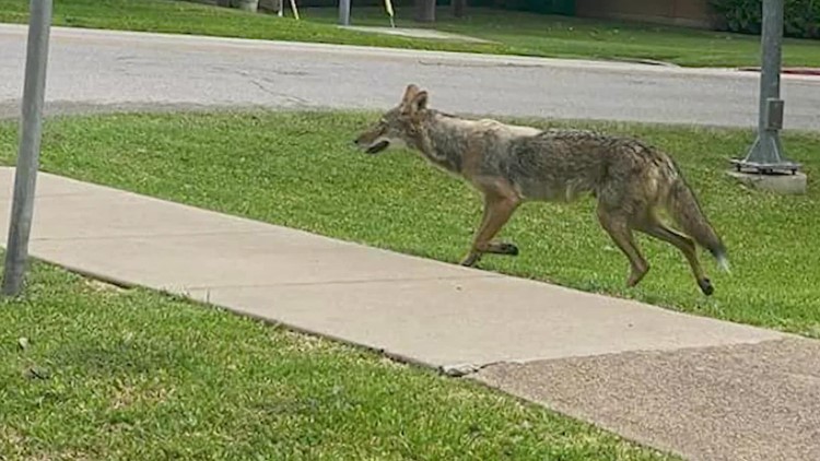 Dallas City councilors give update on the Coyote Management Plan months after 2-year-old was attacked