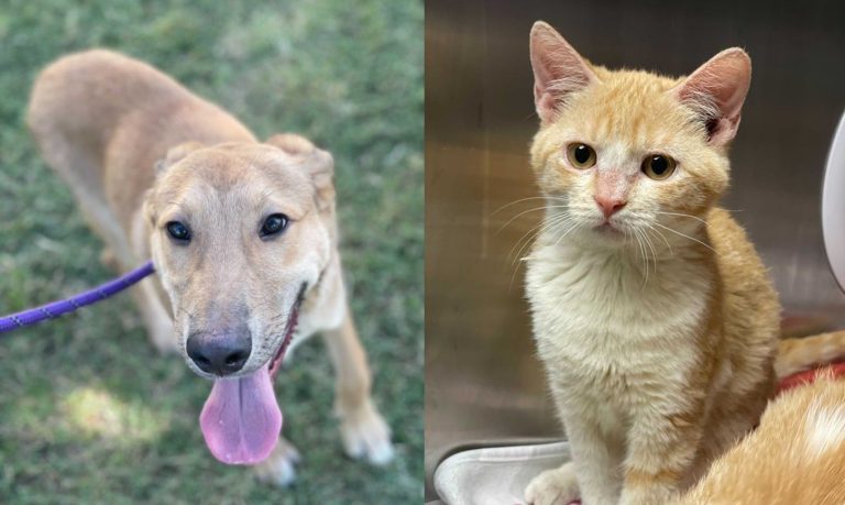 Adopt a pet for free during San Antonio Pets Alive three-day adoption event