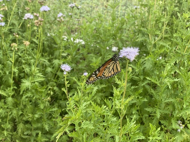 Should you switch your lawn to clover like a TikTok trend is suggesting?