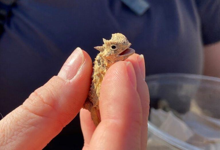 Team from San Antonio Zoo gathers at Hill Country ranch to rebuild ‘horny toad’ population