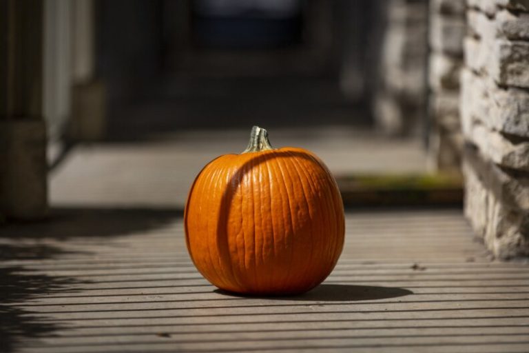 The price of your jack-o’-lantern may be another victim of the Texas drought