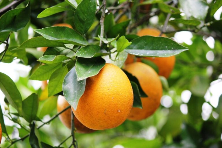 Citrus prices rise after Hurricane Ian, but Texas growers unlikely to reap windfall