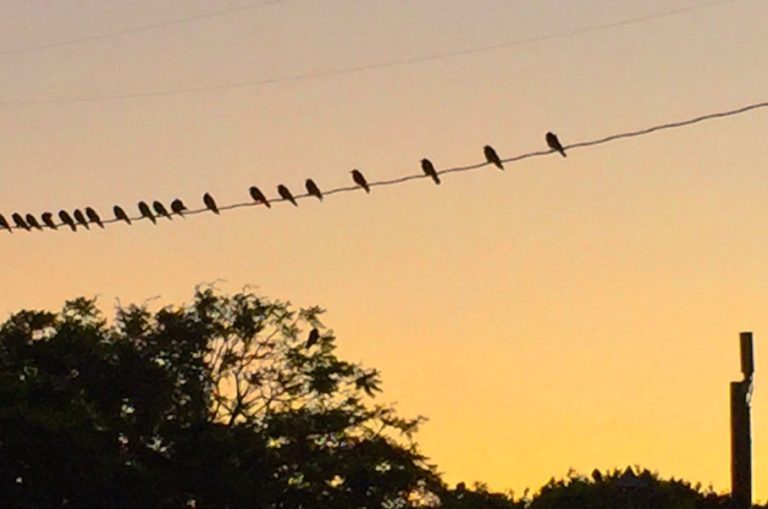 Being Around Birds Boosts Our Mental Well-Being Even 8 Hours After Hearing Them