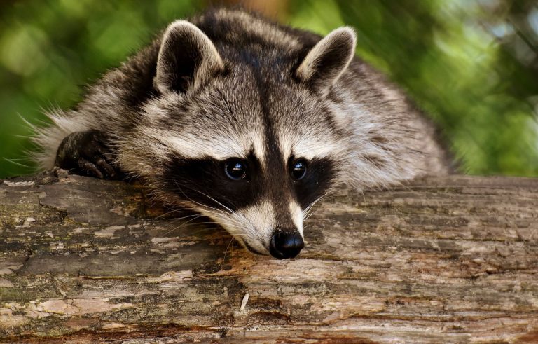 Raccoon to blame for power outage in Seguin on Saturday