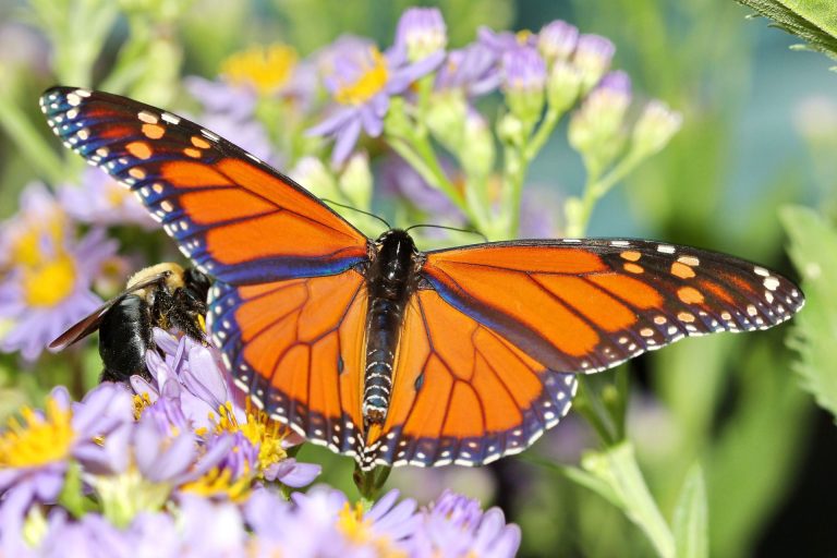 Big Bend National Park lands on international list; Monarchs make their way through South Texas