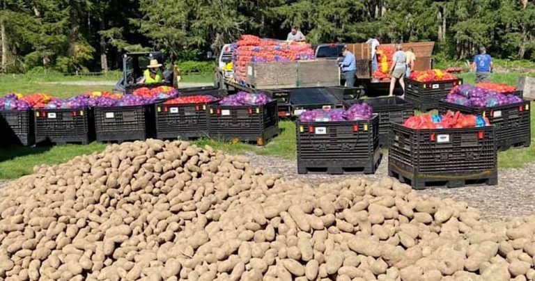 The Humble Potato Could Hold the Key to Beating Hospital Superbugs as Well as Crop Diseases