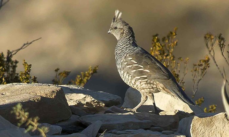 Quail hunters may see challenging season due to drought, TPWD says