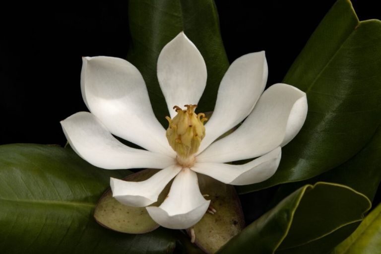 Lost for 97 Years, Rediscovered Magnolia Tree Spurs Hope for its Restoration in Haiti