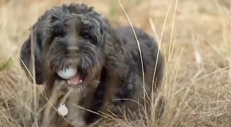 Cute Dog Walking Around Golf Course has Collected 6,000 Lost Golf Balls Which Are Donated to Charities