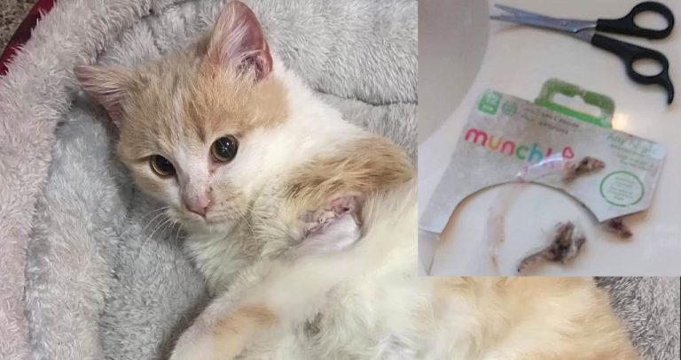 How a Tiny Injured Kitten Kickstarted an Entire Sustainability Initiative