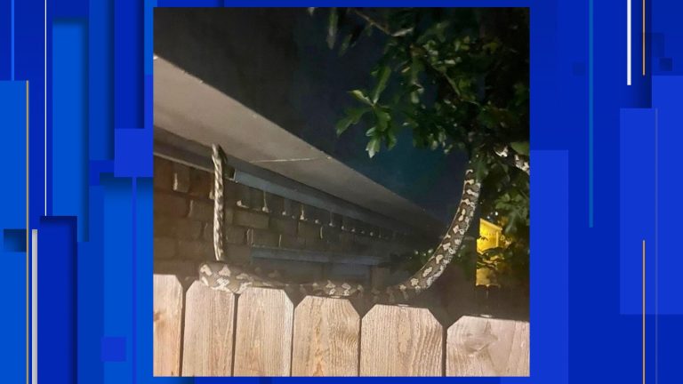 Python on the prowl after being spotted near West Houston townhome complex ?