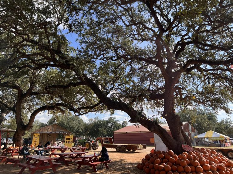 Pick your own pumpkin off the vine at George Farms in Poteet