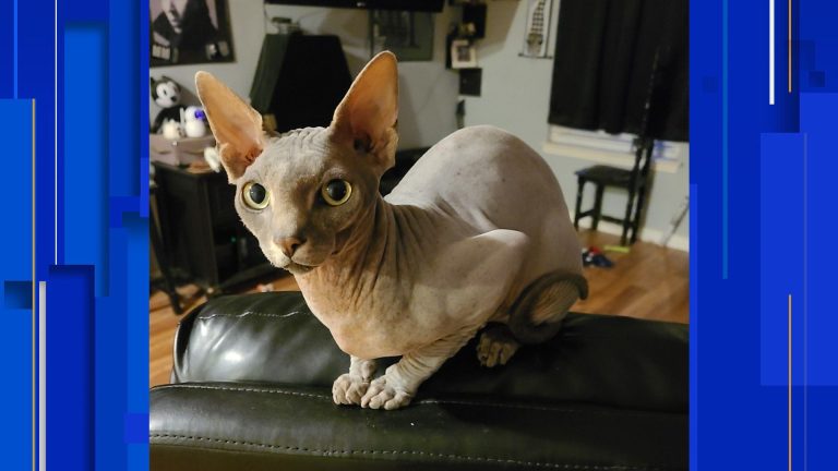 San Antonio sphynx cat makes America’s Favorite Pet quarterfinals