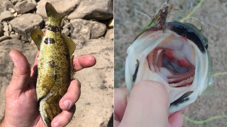 TPWD is asking anglers to report ink-like Blotchy Bass Syndrome