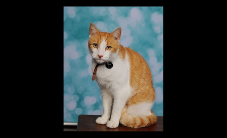 Cat Who Sneaks into School Gets His Class Photo Taken – And Portrait Packet is Sent Home to Mom