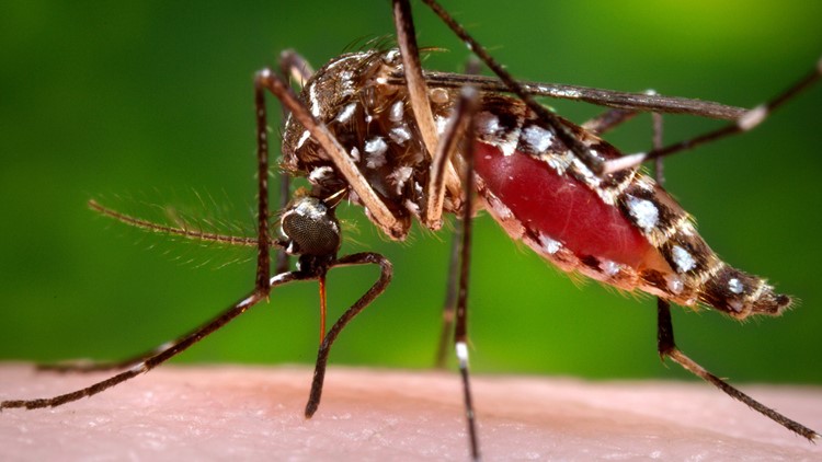 Are you a mosquito magnet? It could be your smell