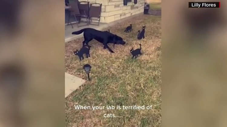 Caught on camera: Labrador terrified of Halloween decorations freezes in his tracks