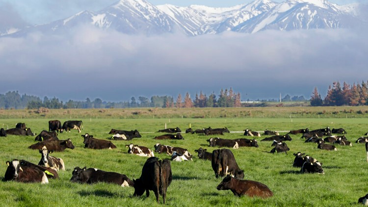 New Zealand farmers cry foul over plan to tax greenhouse gases from farm animals