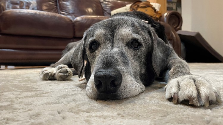 A 19-year-old dog was surrendered at a Dallas shelter. These best friends took her in