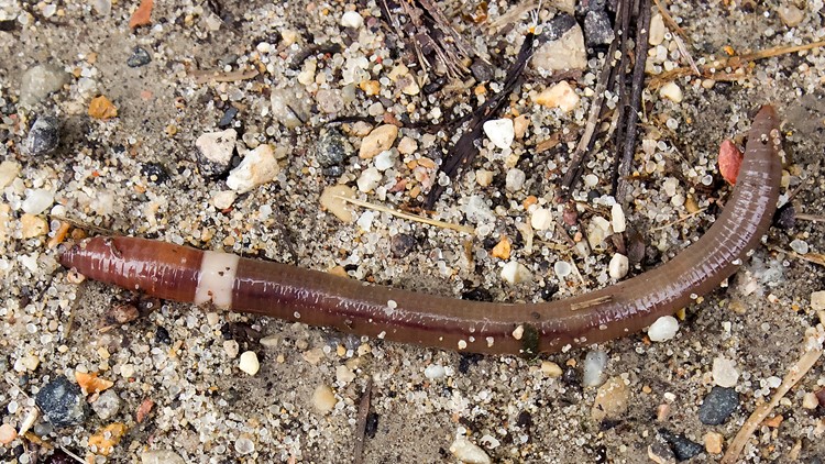 Jumping worm, potentially the next invasive garden threat, confirmed in 35 states