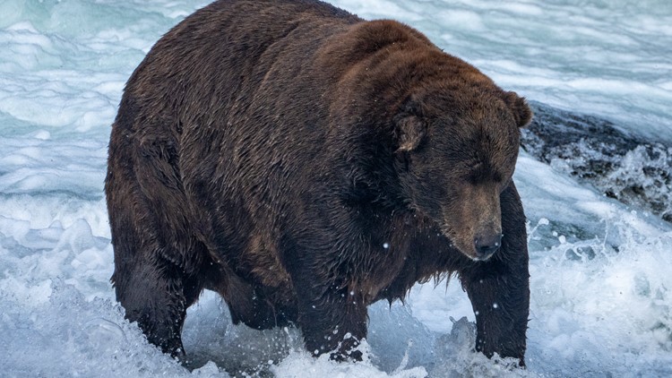 Stuffed with salmon, Bear 747 is named fattest Fat Bear