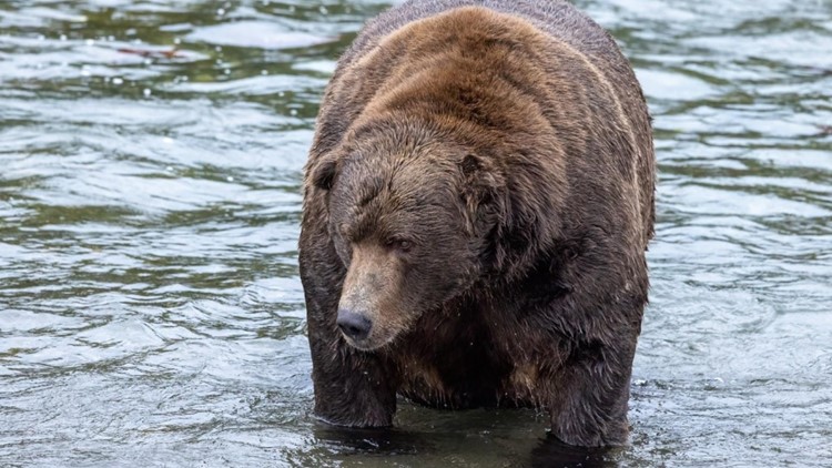 Voting begins for ‘Fat Bear Week’: Meet the chunky champs