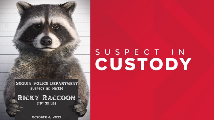 Seguin police arrest raccoon as suspect in two power outages