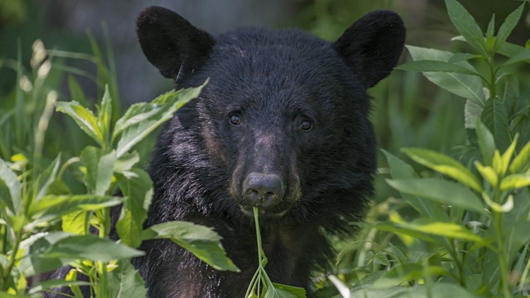 10-year-old dragged from Connecticut backyard by black bear