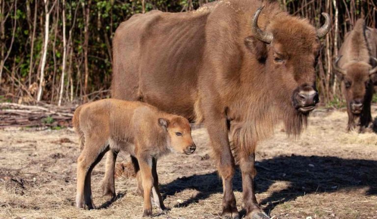 First Wild Bison in 6,000 Years Born in UK After Several Were Resettled But No One Knew One was Pregnant