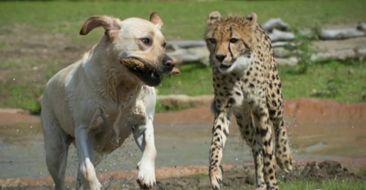 India Deploys Super-Sniffer Dogs to Protect Newly-Introduced Cheetahs from Poachers