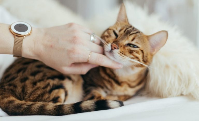 Website Lets You Listen to Cat Purrs Whenever You’re Stressed–And Can Calm Your Kitty, Too