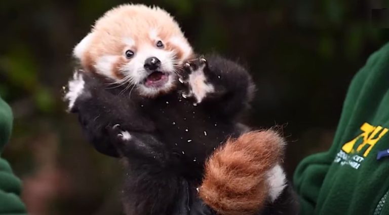 Rare Baby Red Panda That ‘Gave Hope’ for Endangered Species Effort Gets its First Exam –WATCH