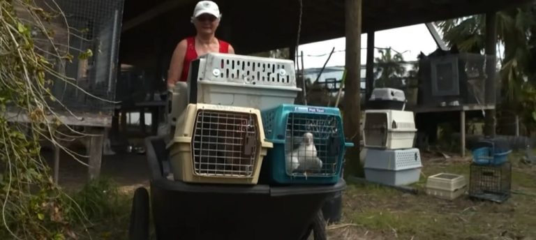 275 Rare Parrots Saved From Hurricane at Florida Sanctuary: ‘They’re Family’